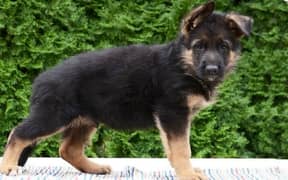 Pedigreed German Shepherd Female Puppy