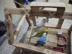 cage k sath parrots 0