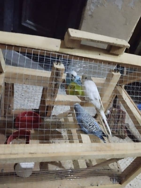 cage k sath parrots 2