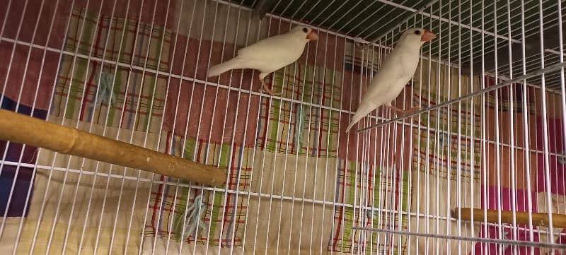 Cage and Bird for sale 2