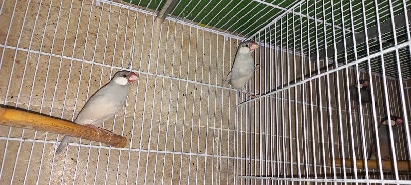 Cage and Bird for sale 3