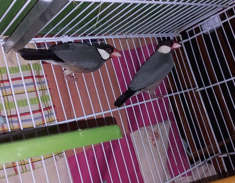 Cage and Bird for sale 4