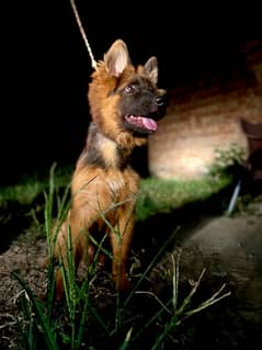 German Shepherd Long Haired Male Puppy