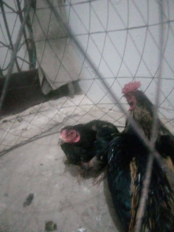 aseel murgh jori for sale 1