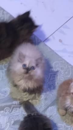 pure ragdoll himalyan blue eyes pubch face triple coat cash on deliver