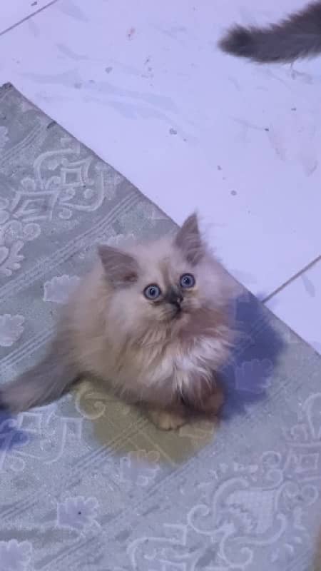 pure ragdoll himalyan blue eyes pubch face triple coat cash on deliver 2