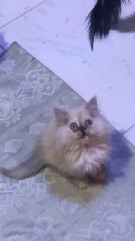 pure ragdoll himalyan blue eyes pubch face triple coat cash on deliver 3