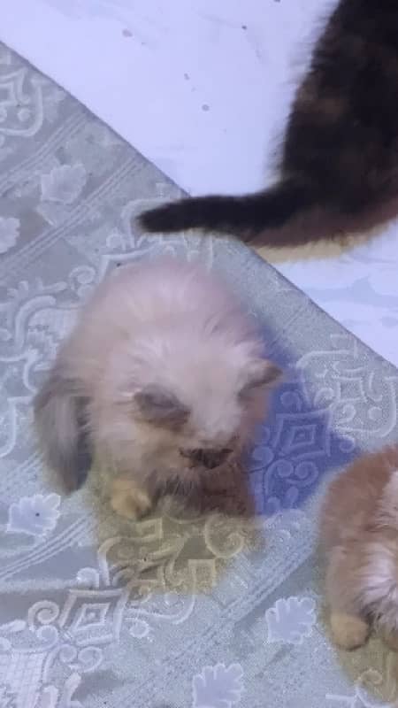 pure ragdoll himalyan blue eyes pubch face triple coat cash on deliver 4