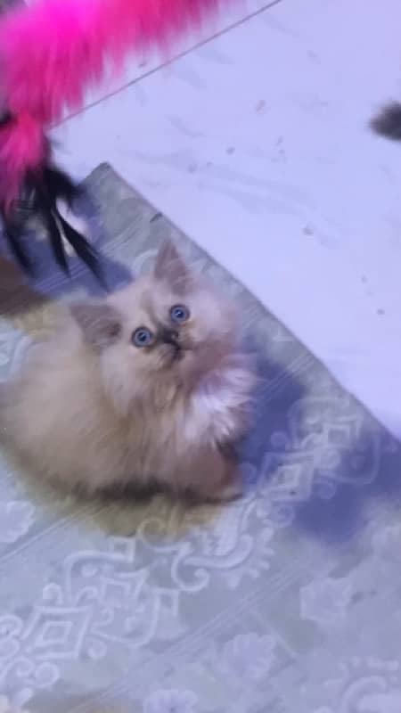 pure ragdoll himalyan blue eyes pubch face triple coat cash on deliver 5