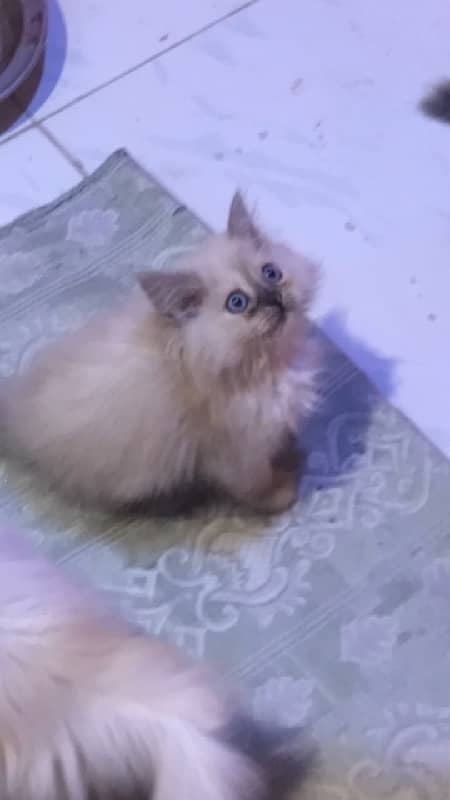 pure ragdoll himalyan blue eyes pubch face triple coat cash on deliver 6