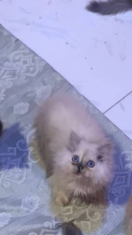 pure ragdoll himalyan blue eyes pubch face triple coat cash on deliver 7