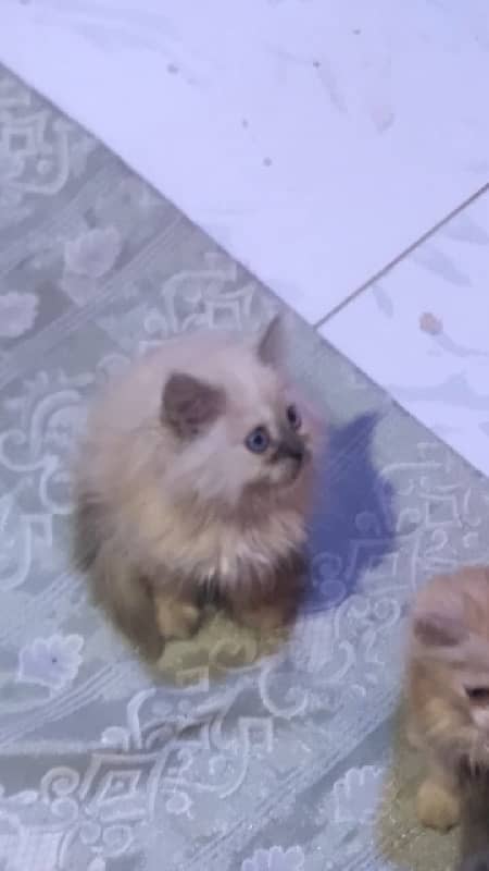 pure ragdoll himalyan blue eyes pubch face triple coat cash on deliver 8