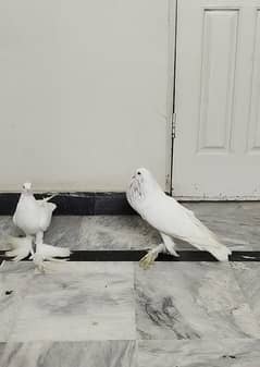 White Gubbar pair