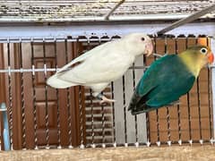 Parblue split ino/Albino red eye breeder pair lovebirds for sale