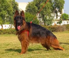 German Shepherd long caot male available for sale contact 03111483066