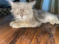 Grey Persian Cat for sale