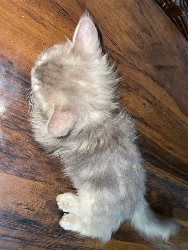 Grey Persian Cat for sale 1