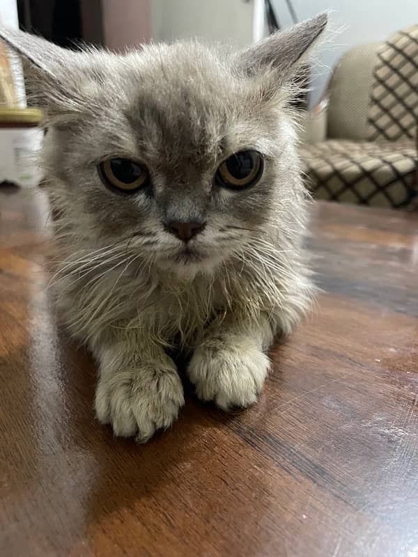 Grey Persian Cat for sale 2