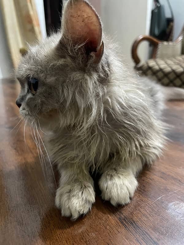 Grey Persian Cat for sale 3