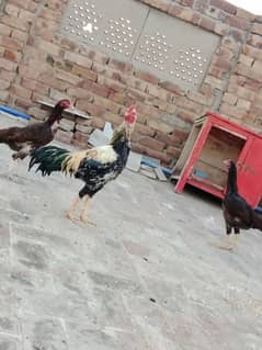 1 male 2 female