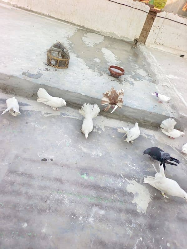 brand jory lakhy kabtoor pigeon 5