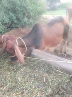 Dassi bull for sale 0