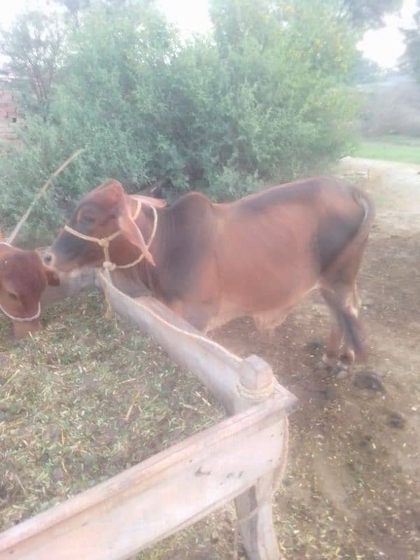 Desi bull / Daglee Bull / waleti bulls / Bull for sale / sahiwali Cow 6