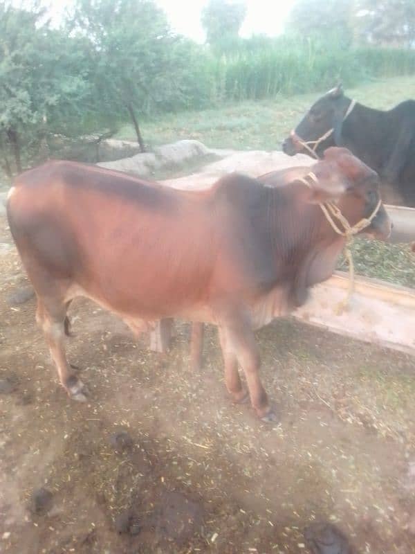 Desi bull / Daglee Bull / waleti bulls / Bull for sale / sahiwali Cow 7