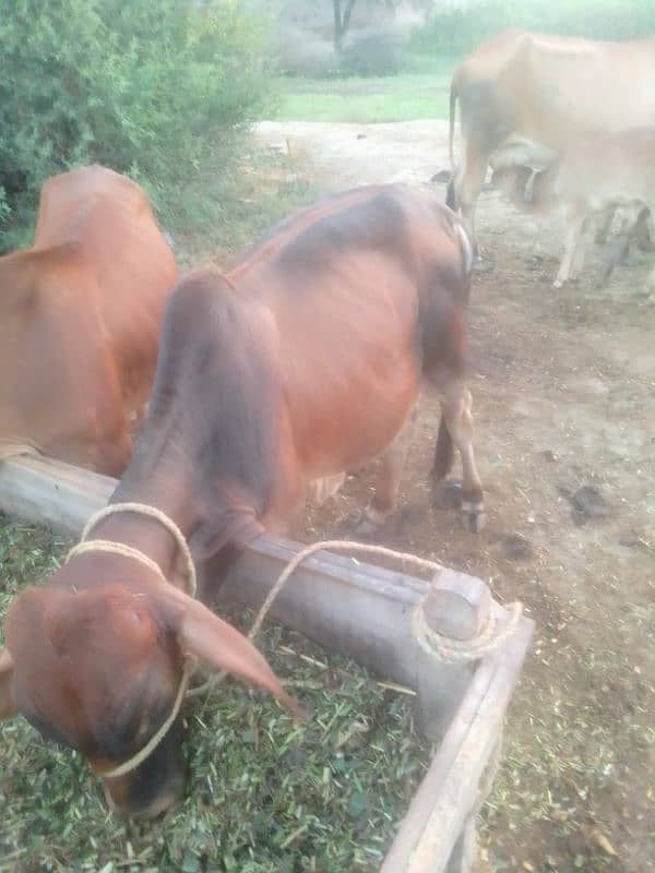 Desi bull / Daglee Bull / waleti bulls / Bull for sale / sahiwali Cow 8