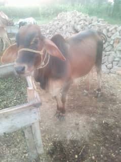 Desi bull / Daglee Bull / waleti bulls / Bull for sale / sahiwali Cow