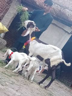 Dasi Bakri Sath 2 Bachy Sale