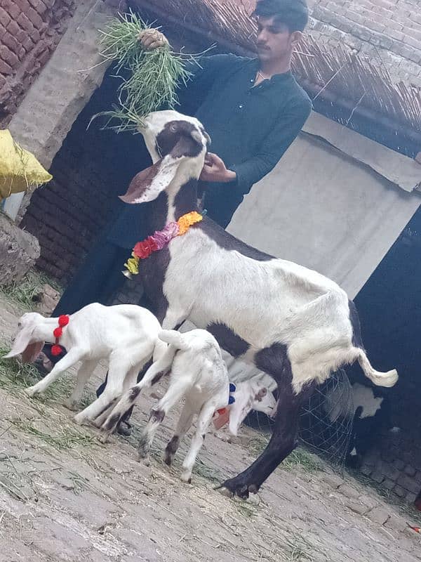 Dasi Bakri Sath 2 Bachy Sale 1