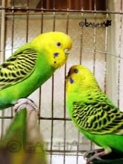 Australian 2pair green yellow argent breed pe hen