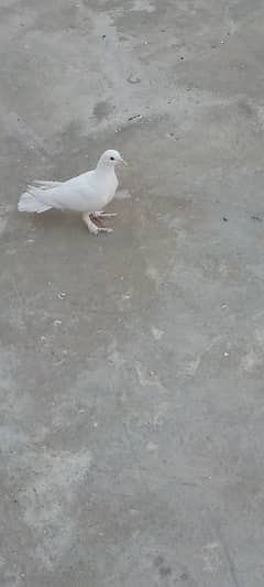 1500 fancy pigeon pair 0