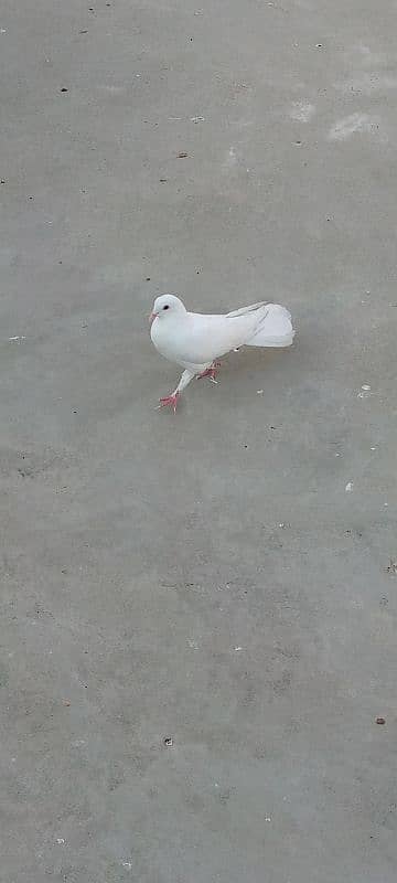 1500 fancy pigeon pair 1