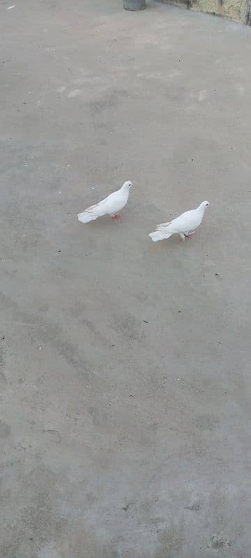 1500 fancy pigeon pair 2