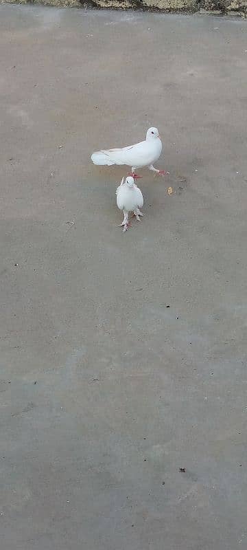 1500 fancy pigeon pair 3