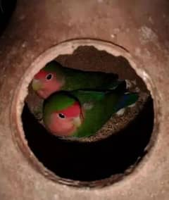 Lovebirds black pasnata black available for sale