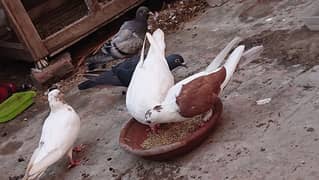 pigeons for sale