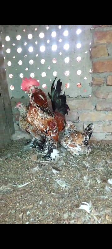 heavy buff blue black white and golden chick silky age 1 day to 14 1