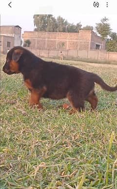 German Shepherd double coat male 2 month for sale available