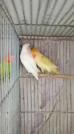 albino redeys x parblue pastlino 2 breedr pair