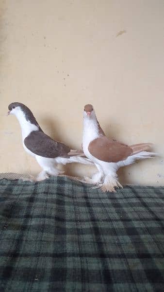 lahore Sherazi pigeon (females) huge size 4