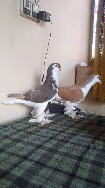 lahore Sherazi pigeon (females) huge size 5