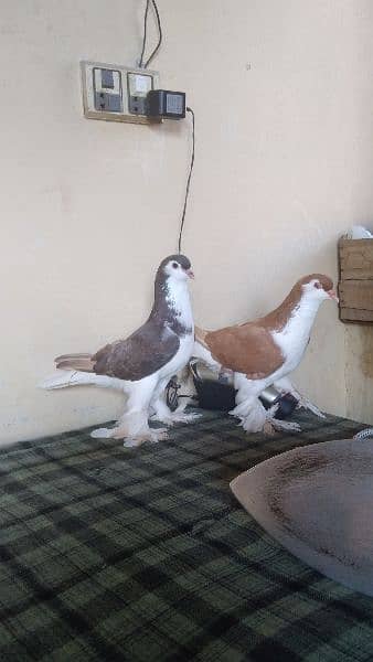 lahore Sherazi pigeon (females) huge size 6