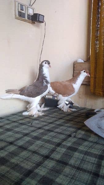 lahore Sherazi pigeon (females) huge size 7