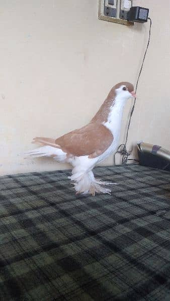 lahore Sherazi pigeon (females) huge size 8