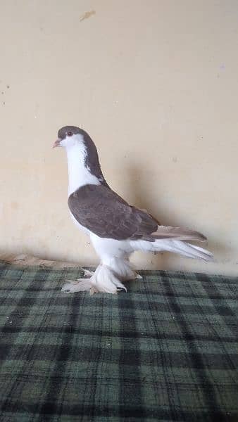 lahore Sherazi pigeon (females) huge size 9