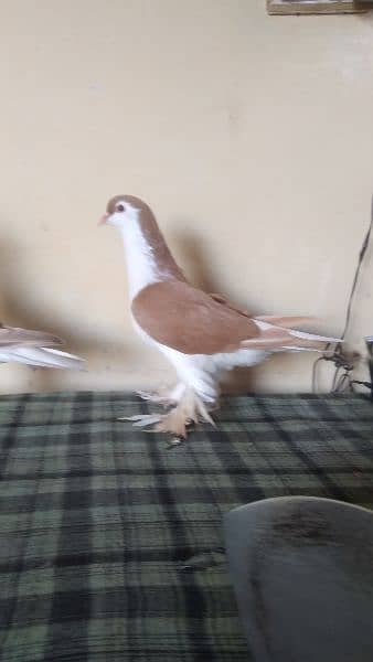 lahore Sherazi pigeon (females) huge size 10