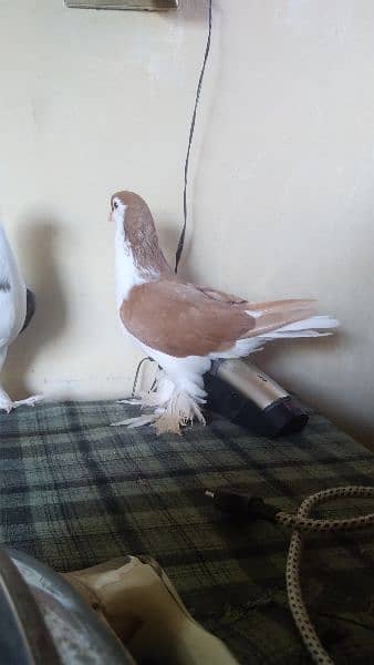 lahore Sherazi pigeon (females) huge size 11